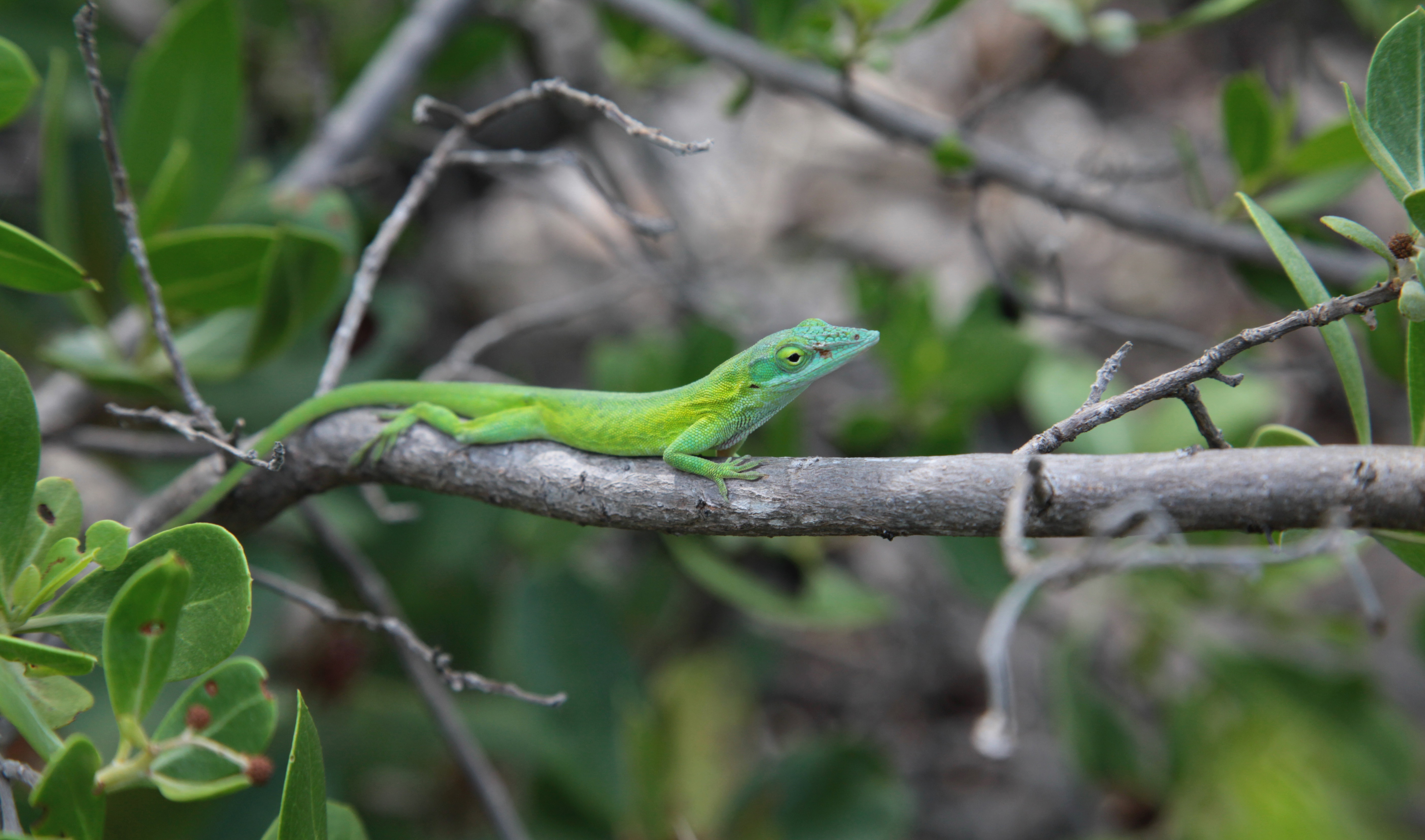 Green anole Green anole