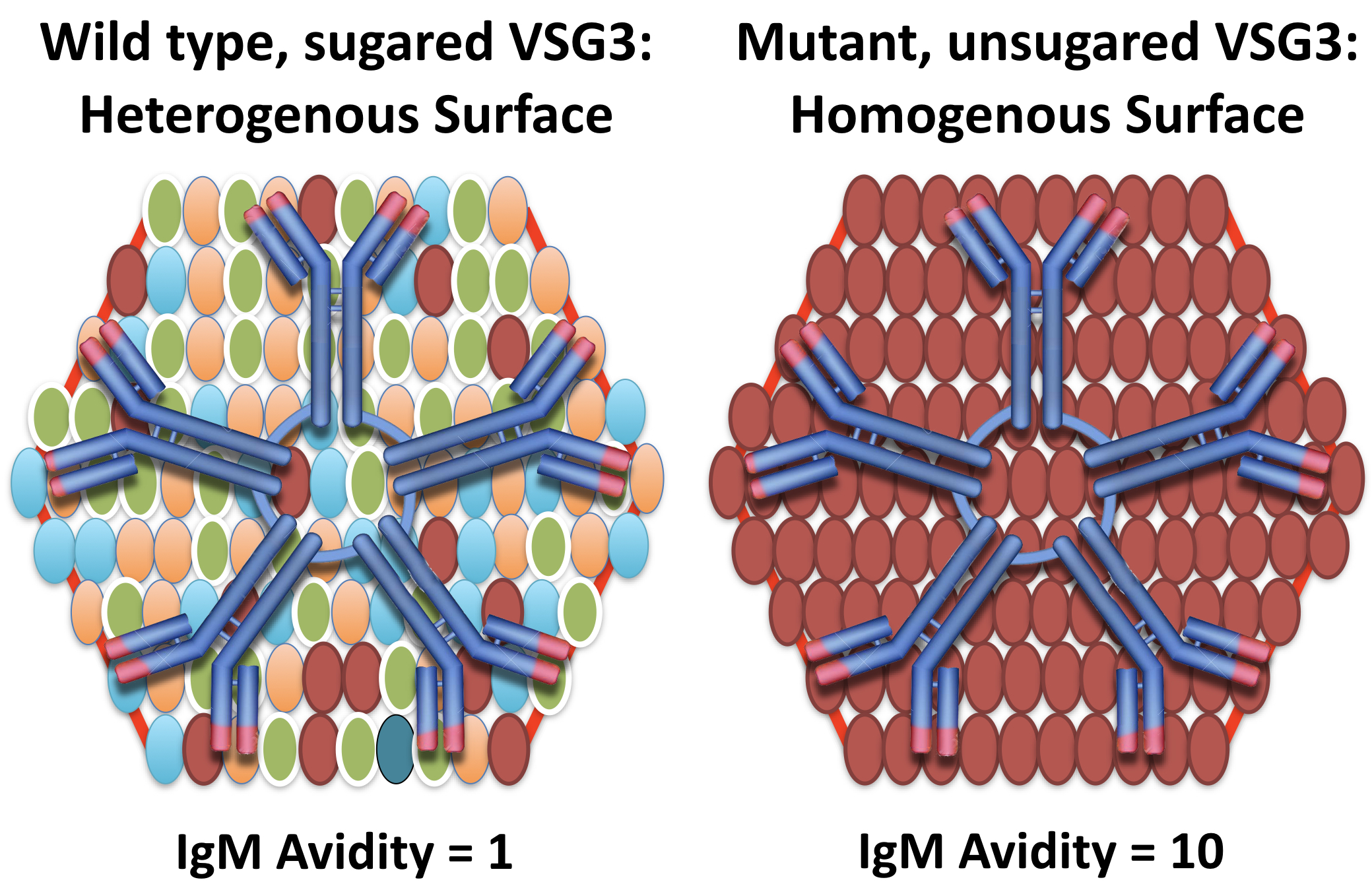 Glycan heterogeneity and Antibody binding Glycan heterogeneity and Antibody binding