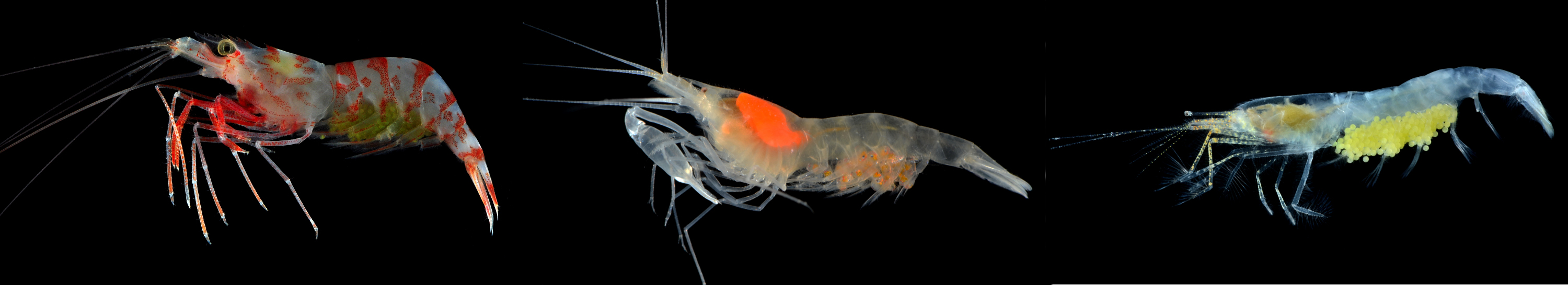 Caridean shrimp Caridean shrimp