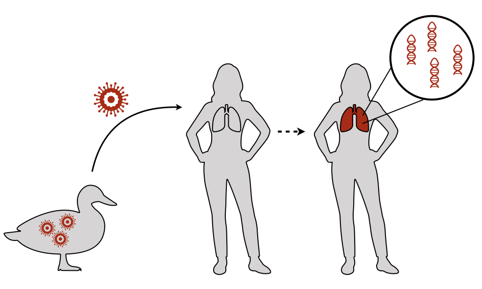 How avian flu may cause disease How avian flu may cause disease