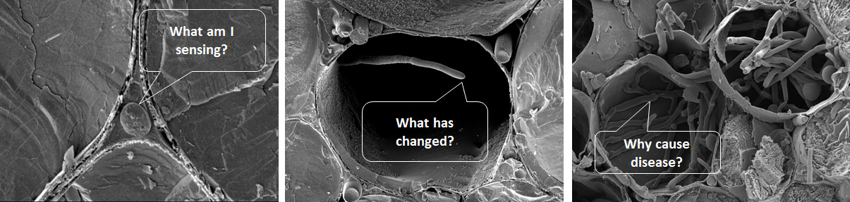 Fungi make decisions based on the ‘taste’ of their environment through receptors on their surface (much like those on our tongue) called G-protein coupled receptors (GPCRs). Our knowledge of how GPCRs control behaviour stems from the model fungus, yeast, and its regulation of beer and sex. Yeast will ferment when it senses glucose, and will have sex when it senses pheromones. But does the fungal sense of ‘taste’ also define the outcome of disease? Fungi make decisions based on the ‘taste’ of their environment through receptors on their surface (much like those on our tongue) called G-protein coupled receptors (GPCRs). Our knowledge of how GPCRs control behaviour stems from the model fungus, yeast, and its regulation of beer and sex. Yeast will ferment when it senses glucose, and will have sex when it senses pheromones. But does the fungal sense of ‘taste’ also define the outcome of disease?
