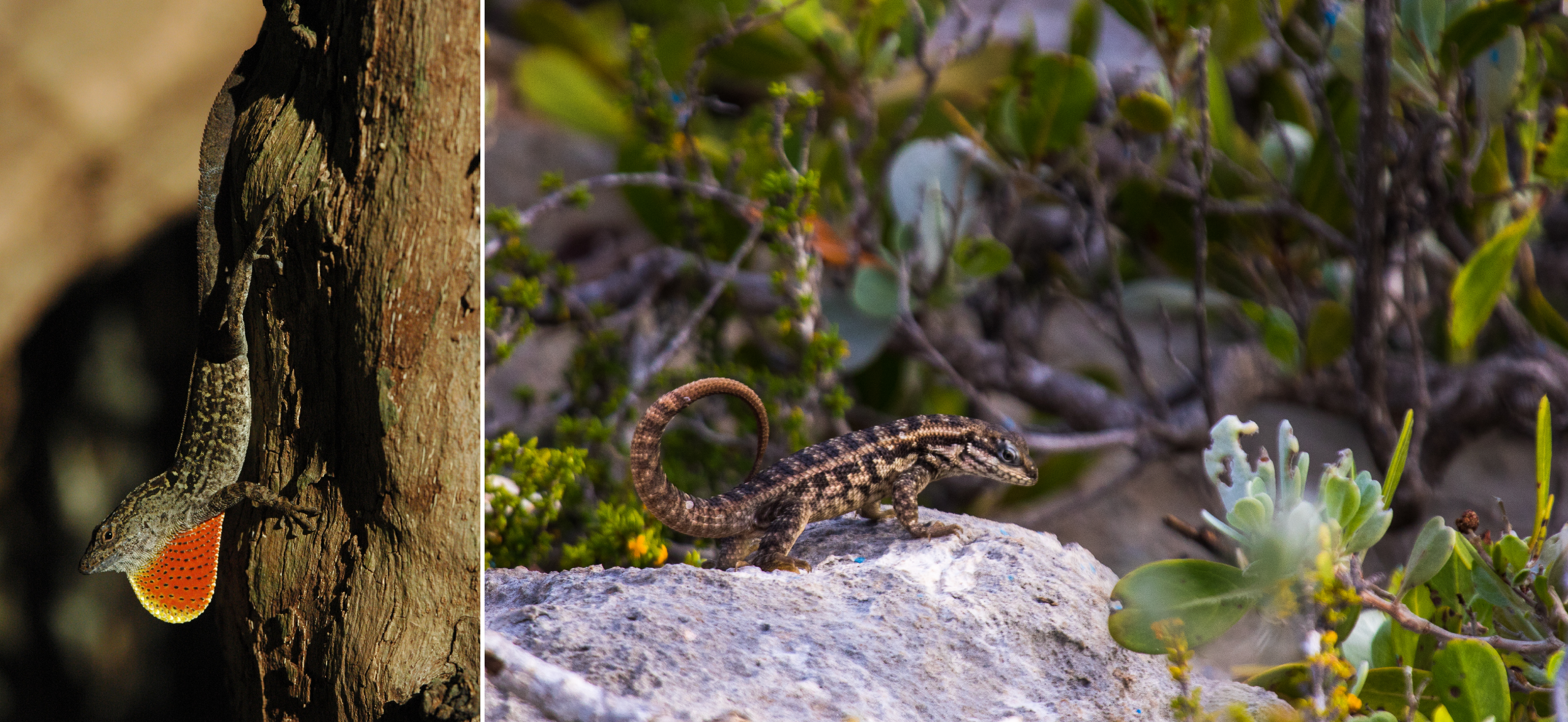 Brown anole and curly-tail Brown anole and curly-tail
