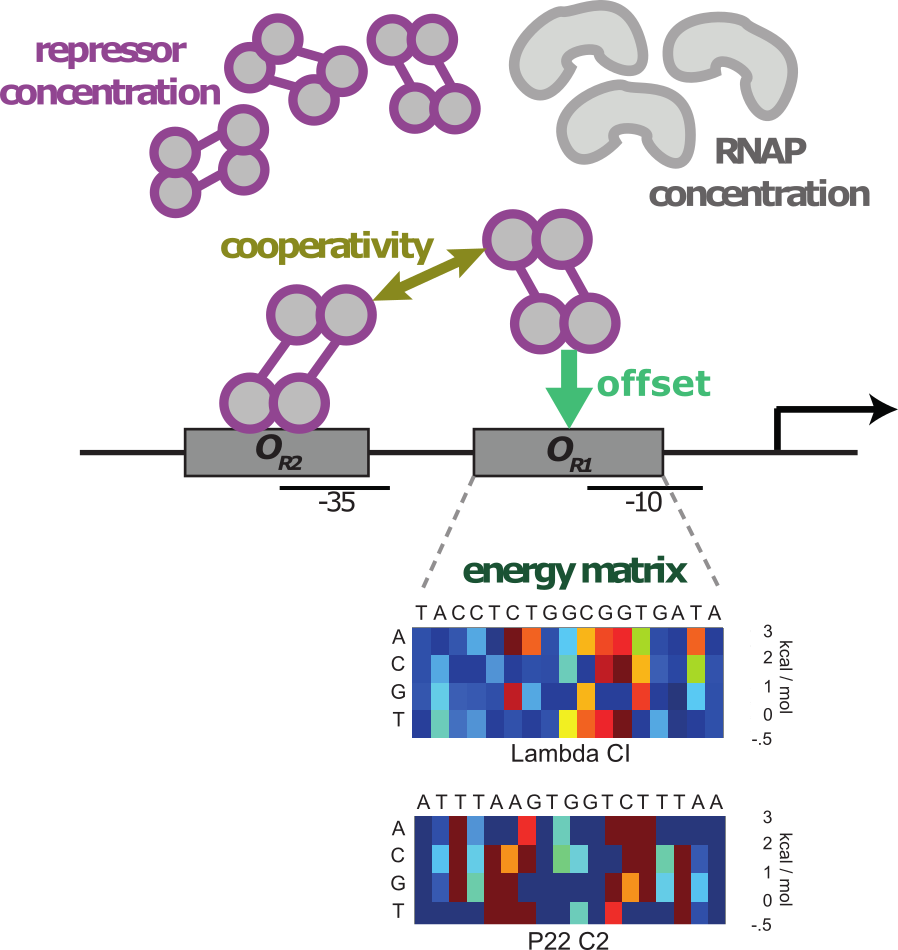 Biophysical parameters affect the evolutionary potential for rewiring Biophysical parameters affect the evolutionary potential for rewiring
