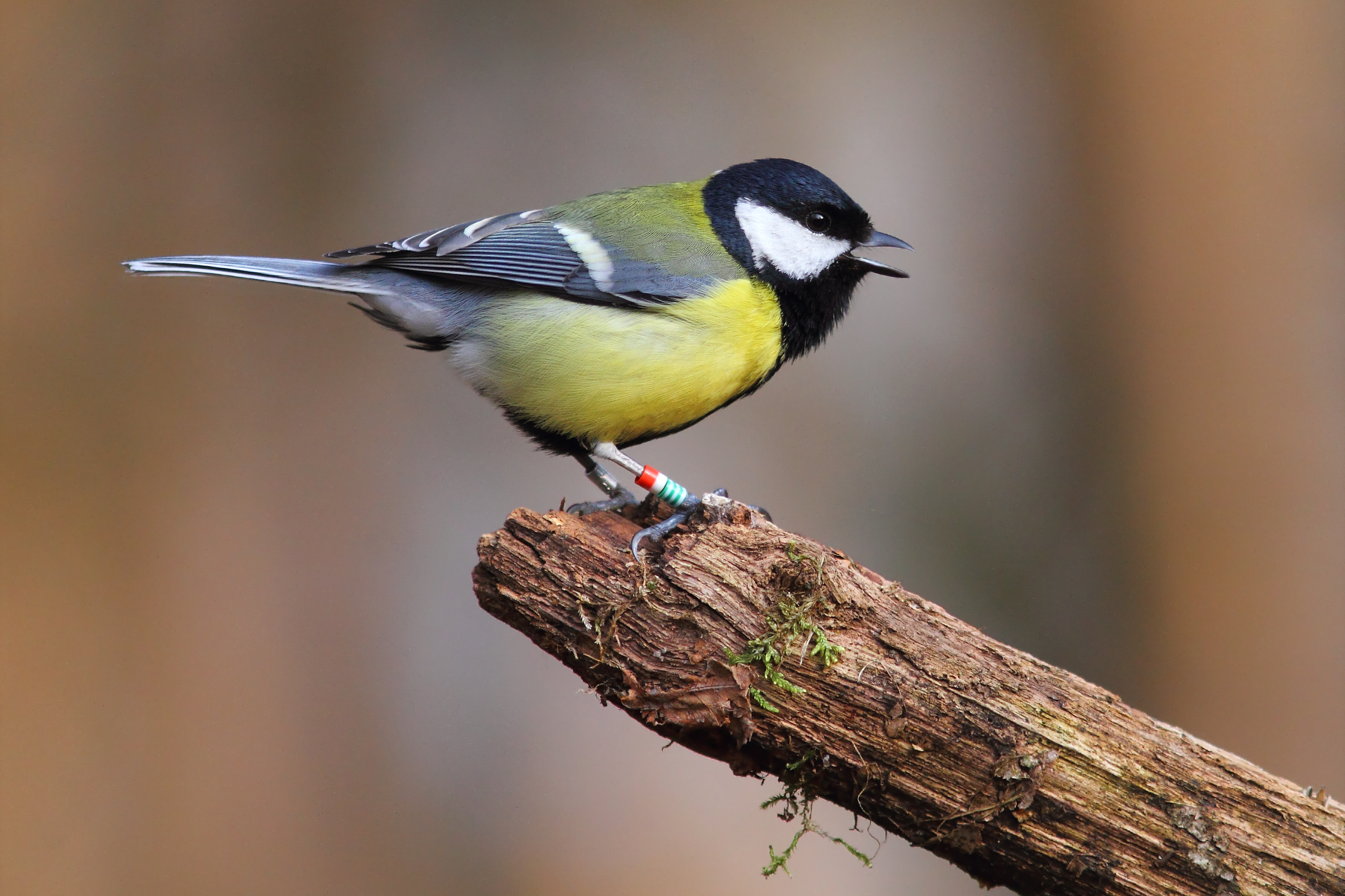 A great tit (Parus major) in De Hoge Veluwe (The Netherlands). The population of this species was followed for 34 consecutive years. Photo credit: M E Visser A great tit (Parus major) in De Hoge Veluwe (The Netherlands). The population of this species was followed for 34 consecutive years. Photo credit: M E Visser