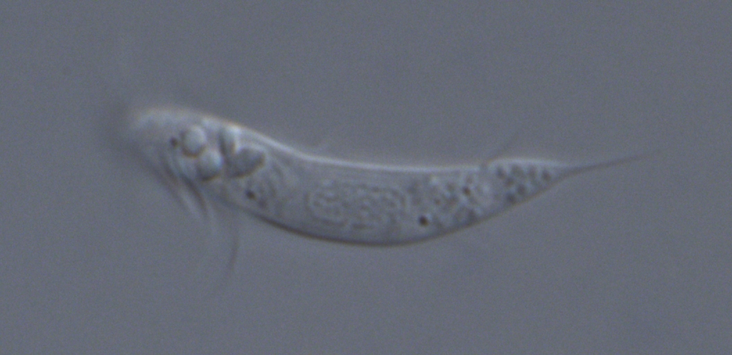 Fig. 2. Fig. 2.