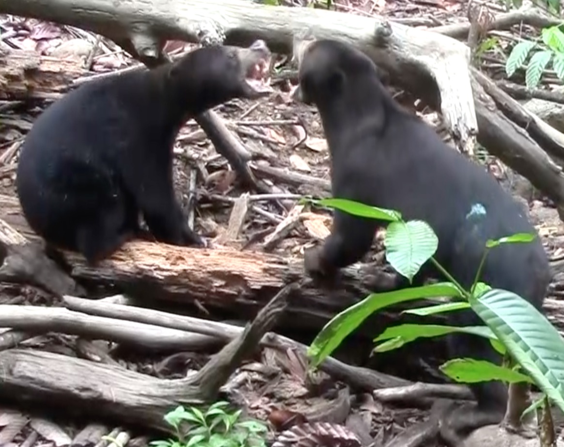 Sun bear exact facial mimicry Sun bear exact facial mimicry