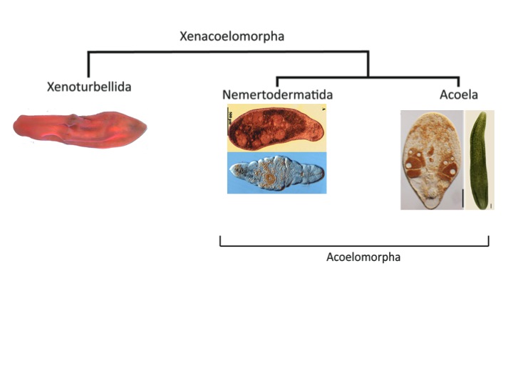 Xenacoelomorpha Xenacoelomorpha