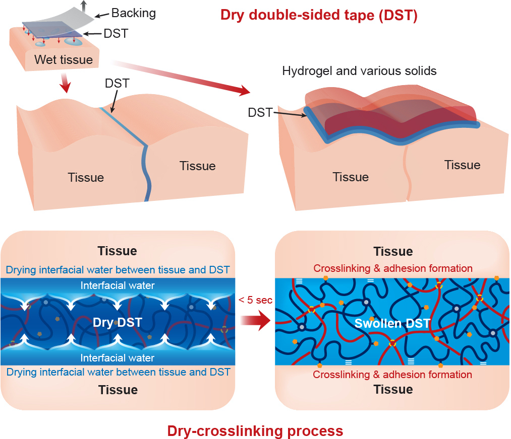 Dry doublesided tape for adhesion of wet tissues and devices