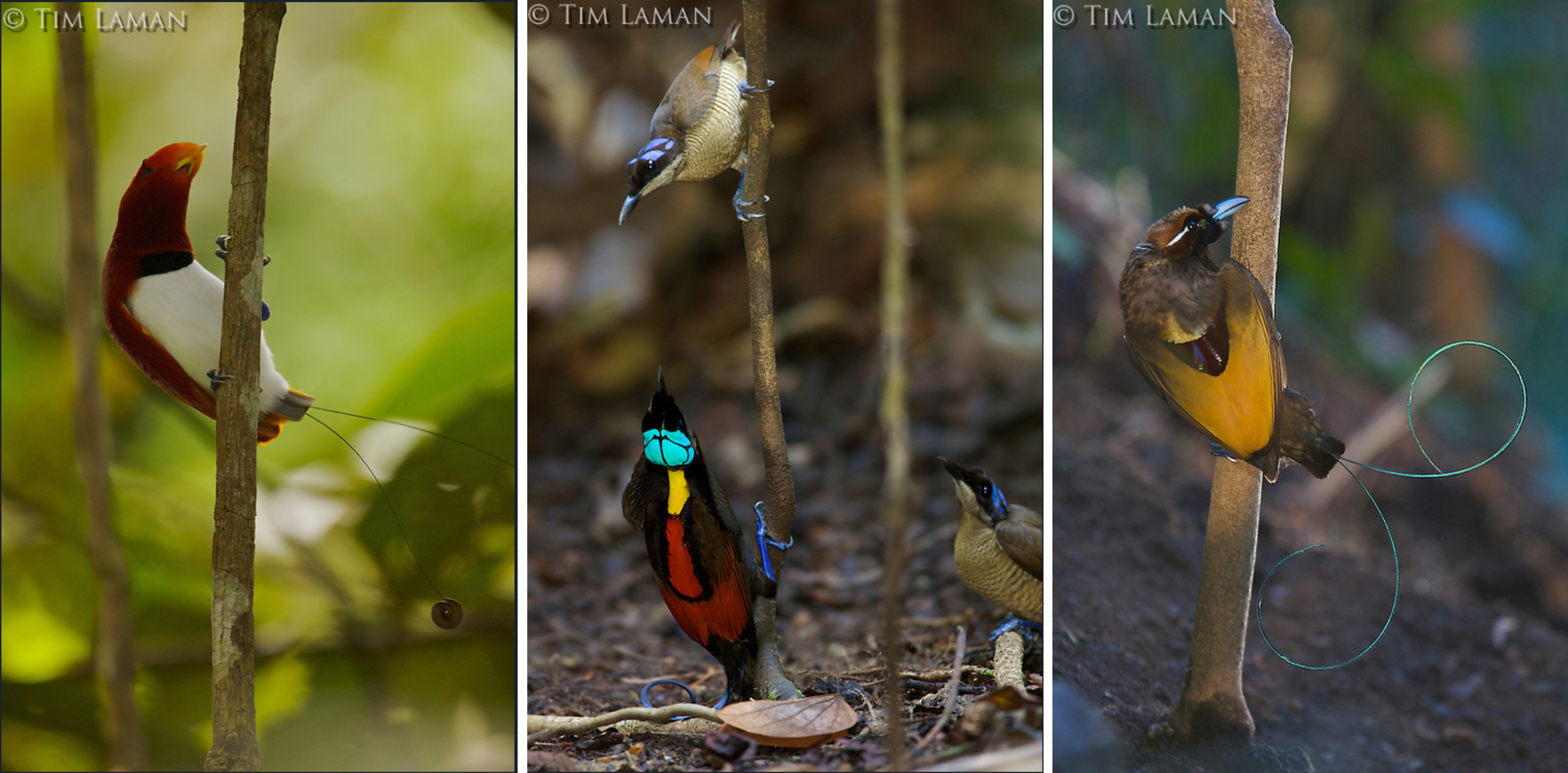 Sex Chromosome Evolution Of Wallace S Birds Of Paradise Nature Research Ecology And Evolution