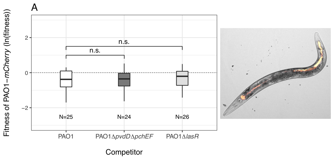Competition within the host Competition within the host