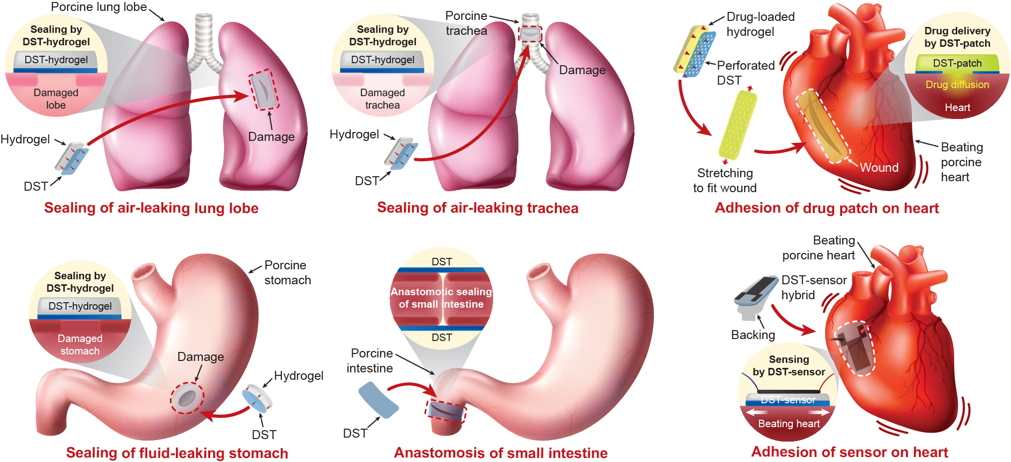 Dry doublesided tape for adhesion of wet tissues and devices