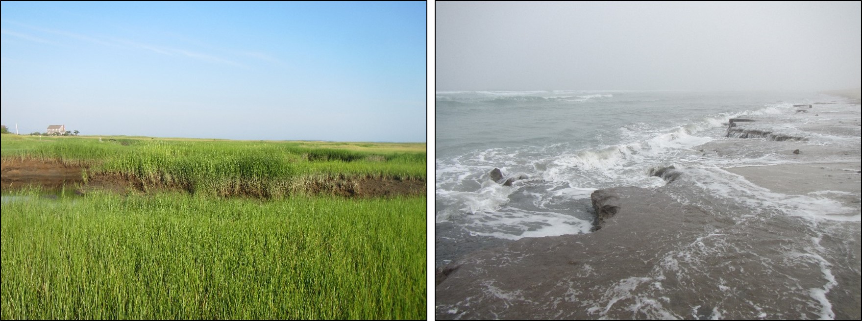 Temperate salt marshes. Temperate salt marshes.