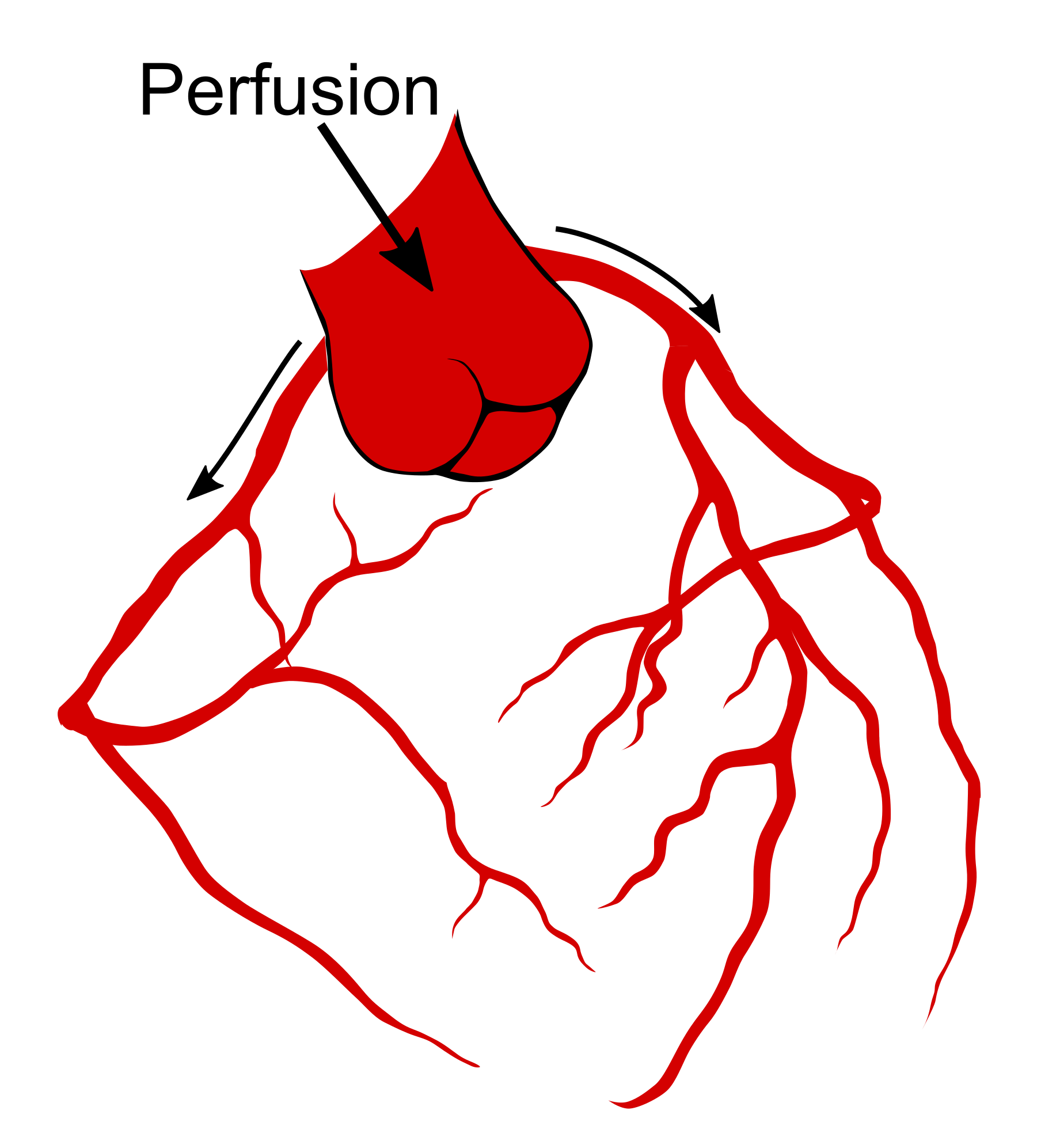 Langendorff perfusion involves retrograde perfusion of the aorta Langendorff perfusion involves retrograde perfusion of the aorta