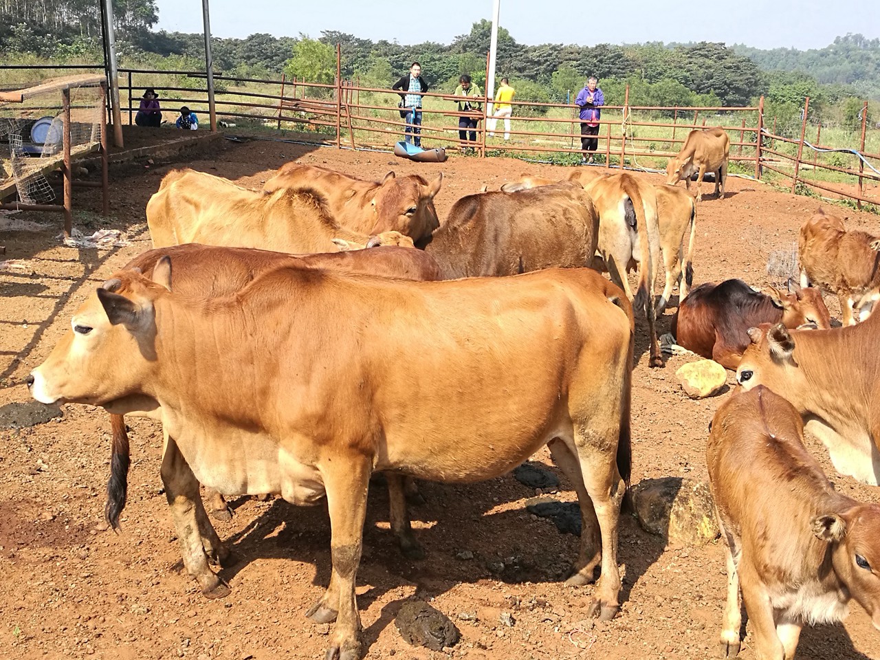 Leiqiong cattle, belong to Chinese indicine Leiqiong cattle, belong to Chinese indicine