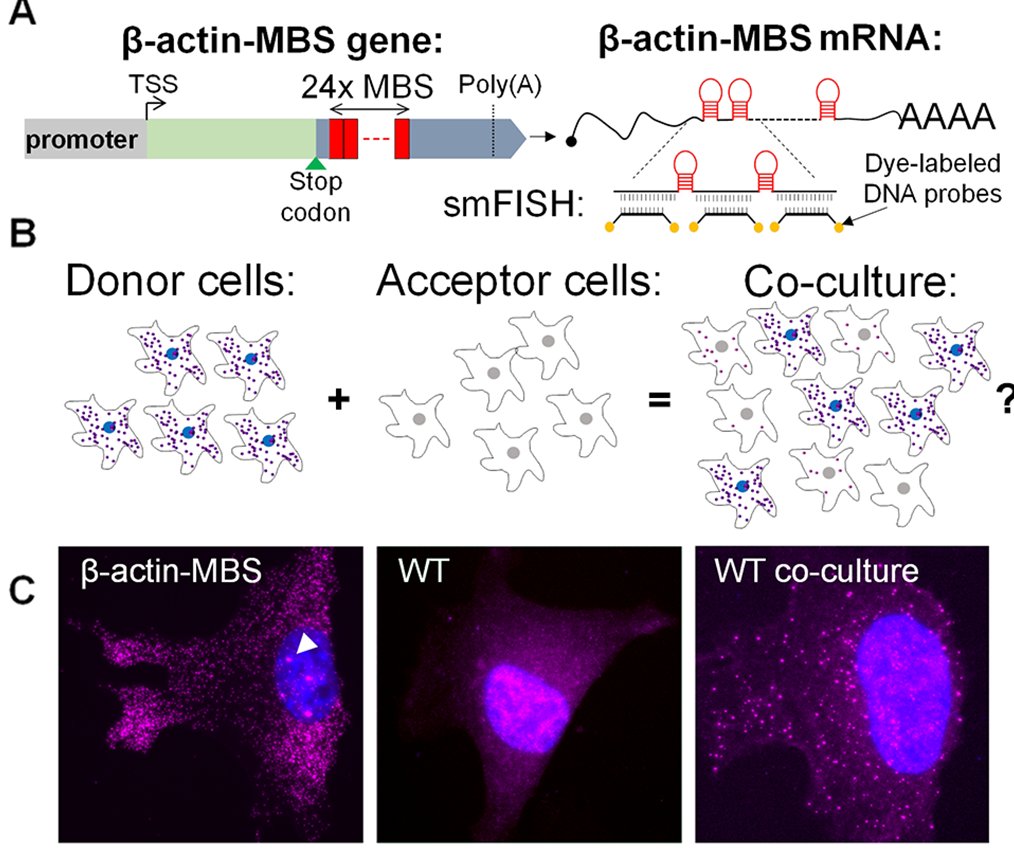 mRNA transfer detected by smFISH mRNA transfer detected by smFISH