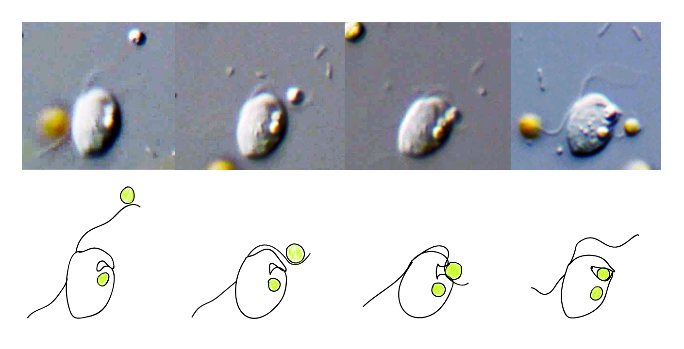 Roombia Roombia