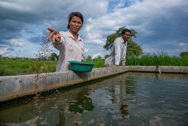 Woman feeding fish Woman feeding fish