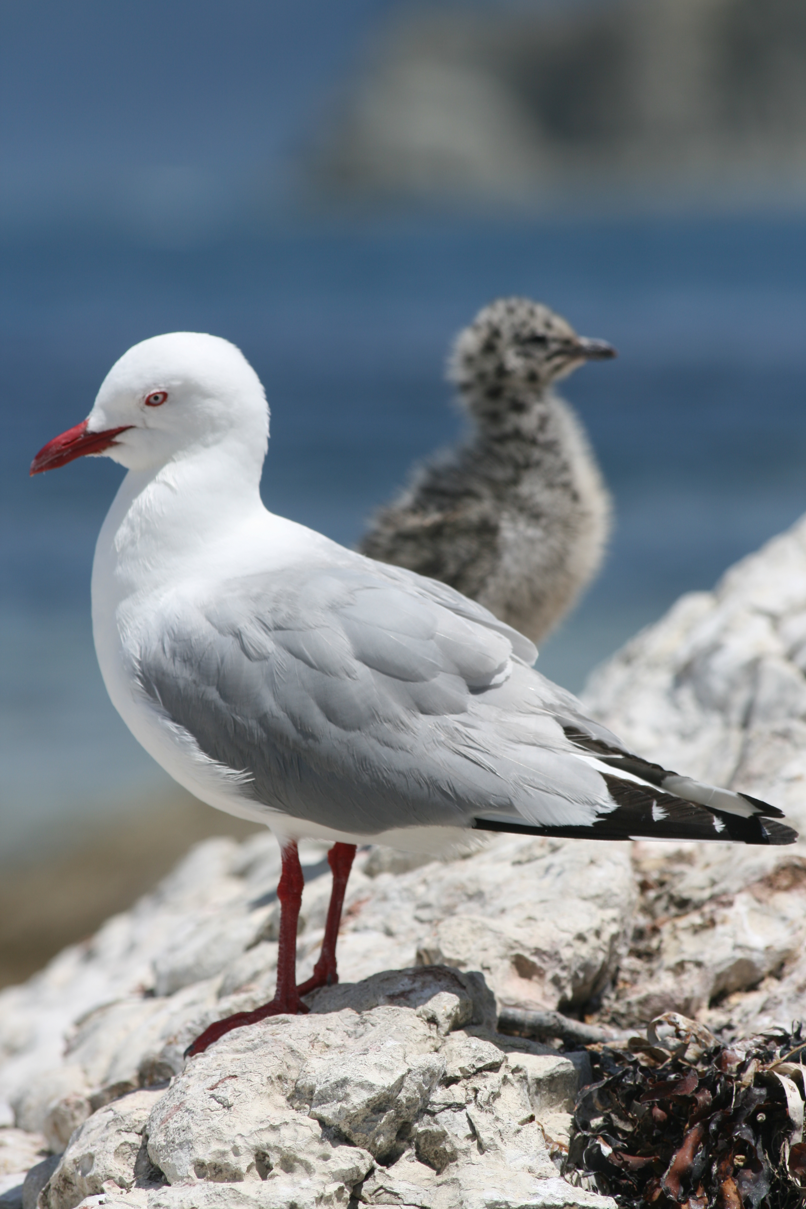 Adult red-billed gull (Larus novaehollandiae scopulinus) with chick. The birds are part of a 54 year study in the Kaikoura Peninsula, New Zealand. Photo credit: D A Mills Adult red-billed gull (Larus novaehollandiae scopulinus) with chick. The birds are part of a 54 year study in the Kaikoura Peninsula, New Zealand. Photo credit: D A Mills