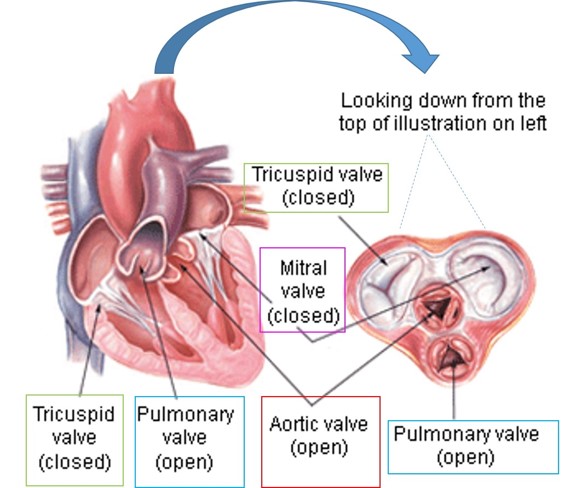 Heart Valves Illustrated Heart Valves Illustrated