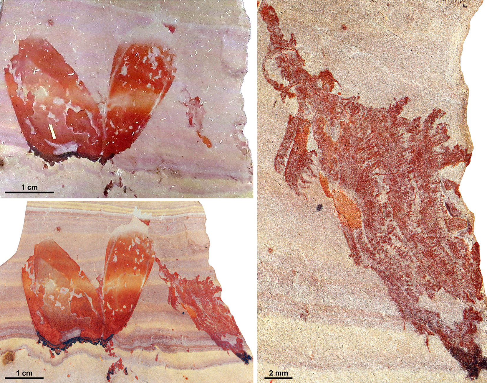 Most complete specimen of Pahvantia hastata. Most complete specimen of Pahvantia hastata.