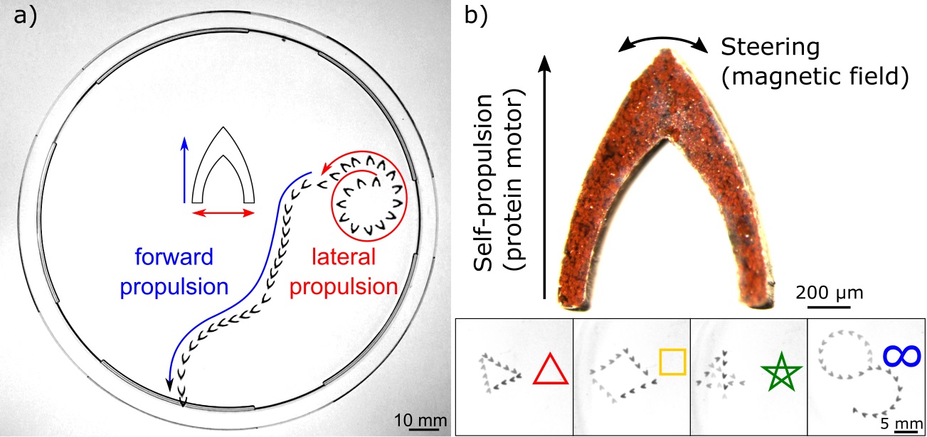 Programmable complex locomotion of protein motors Programmable complex locomotion of protein motors
