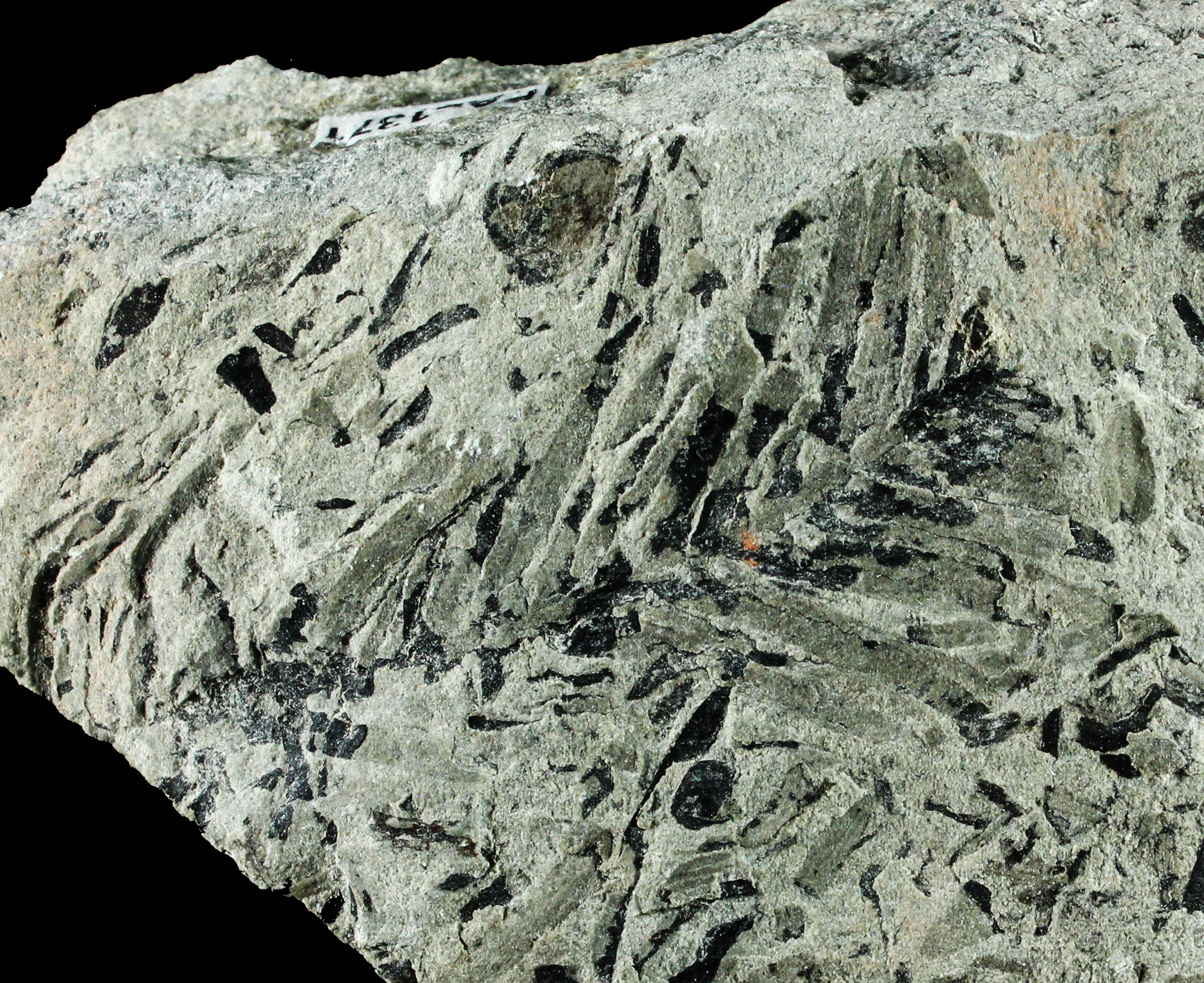 Quadrocladus Quadrocladus
