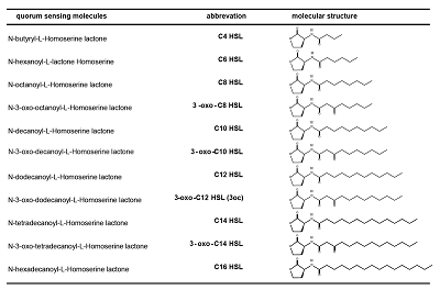 Analogs of 3oc used in this study Analogs of 3oc used in this study