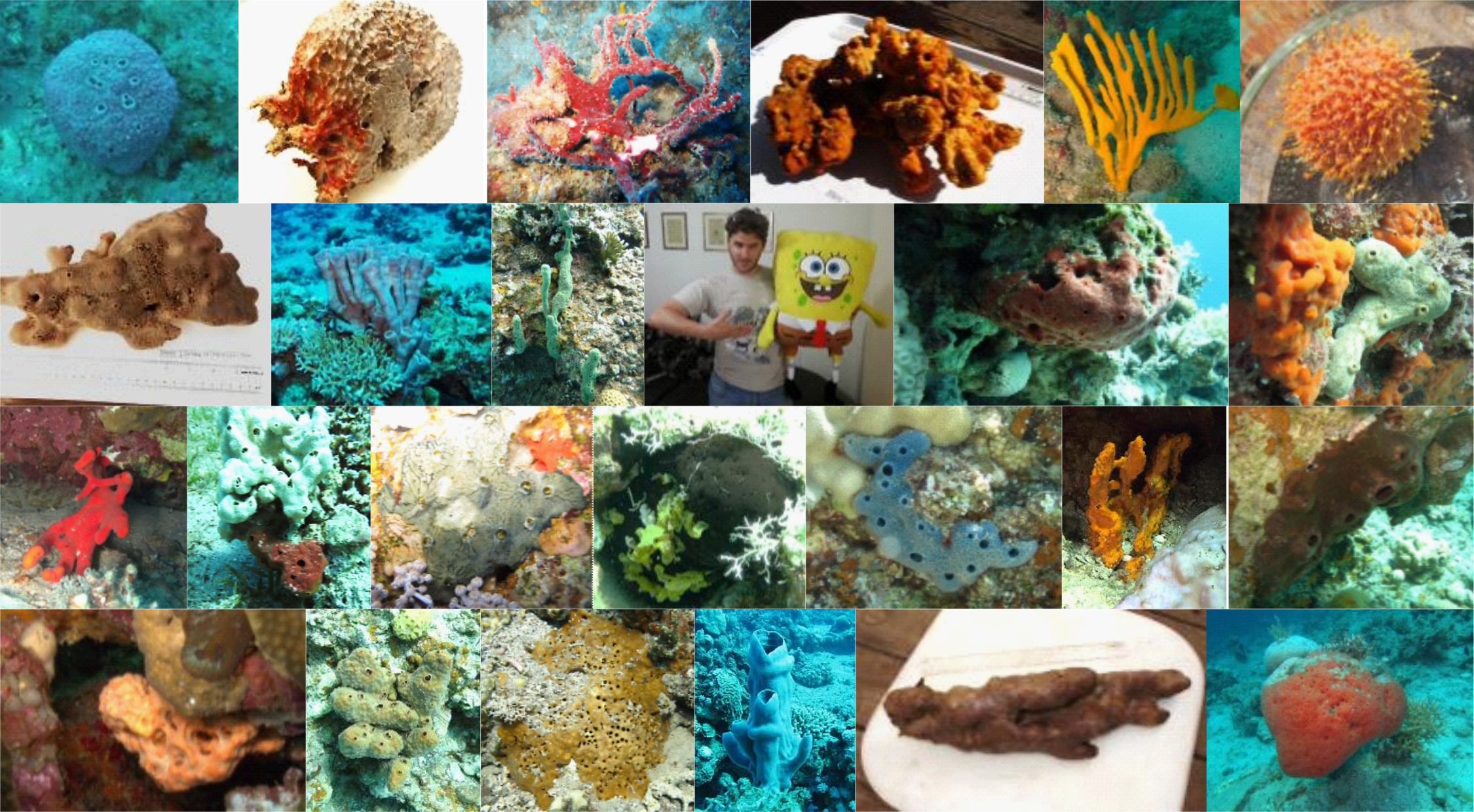 Extreme life at a serene environment Nature Research Microbiology