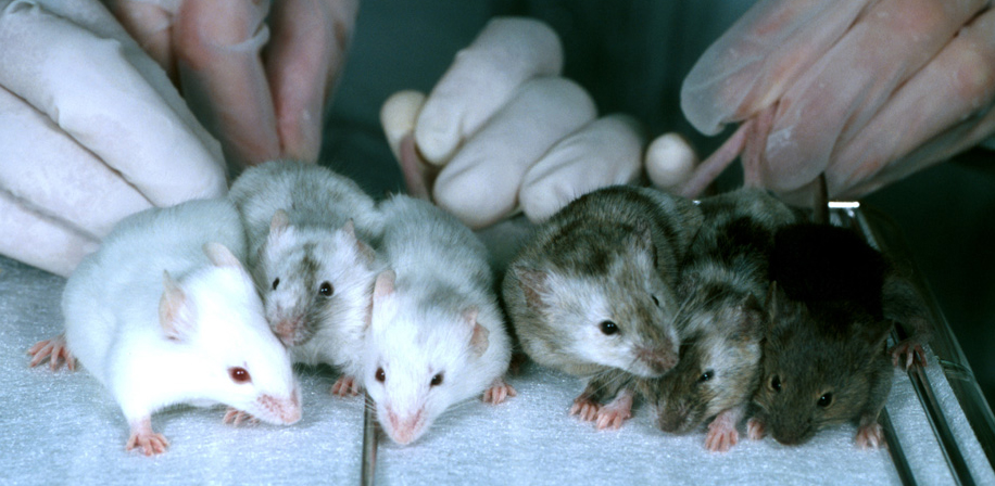 Transparency in animal research in Spain Transparency in animal research in Spain