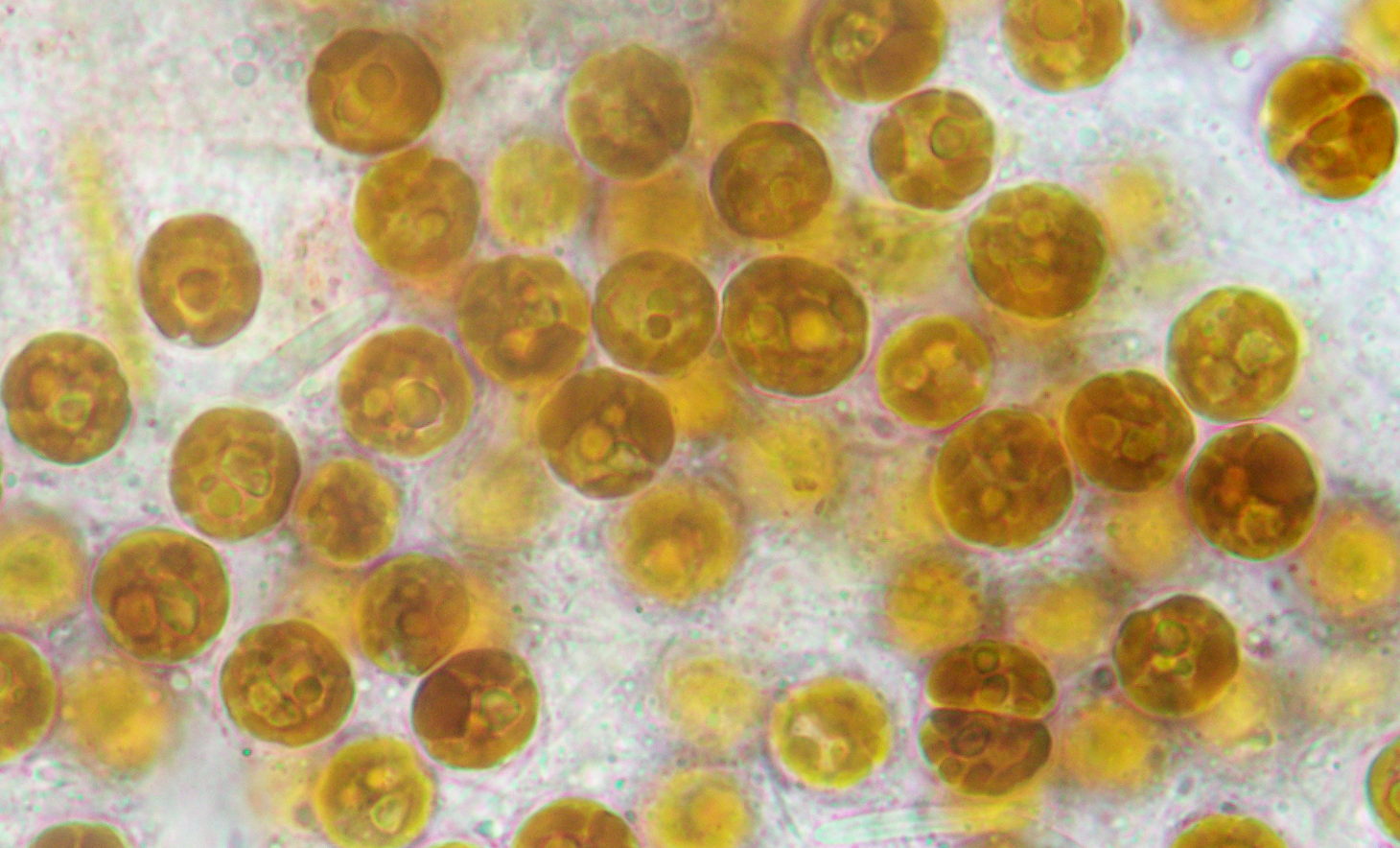 Symbionts Symbionts