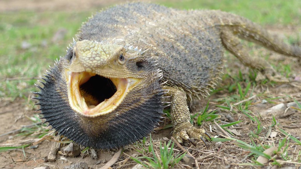 An angry bearded dragon An angry bearded dragon