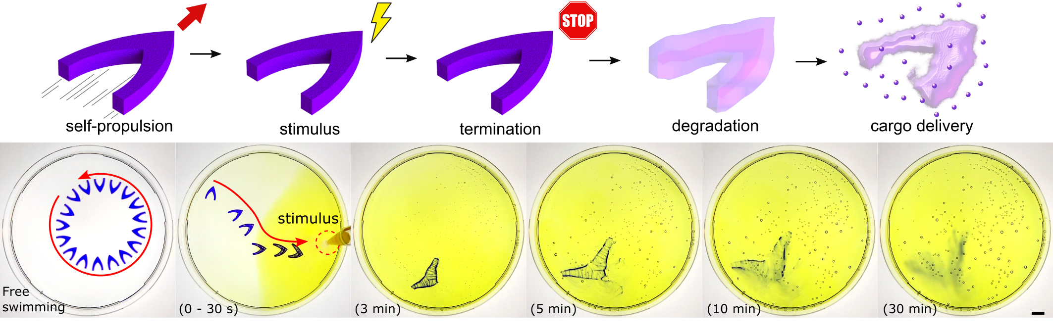 Protein motor on-demand self-destruction for cargo delivery Protein motor on-demand self-destruction for cargo delivery