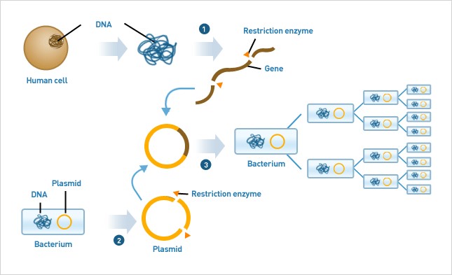 Combining Methods of Gene Editing for Applications in Biotechnology