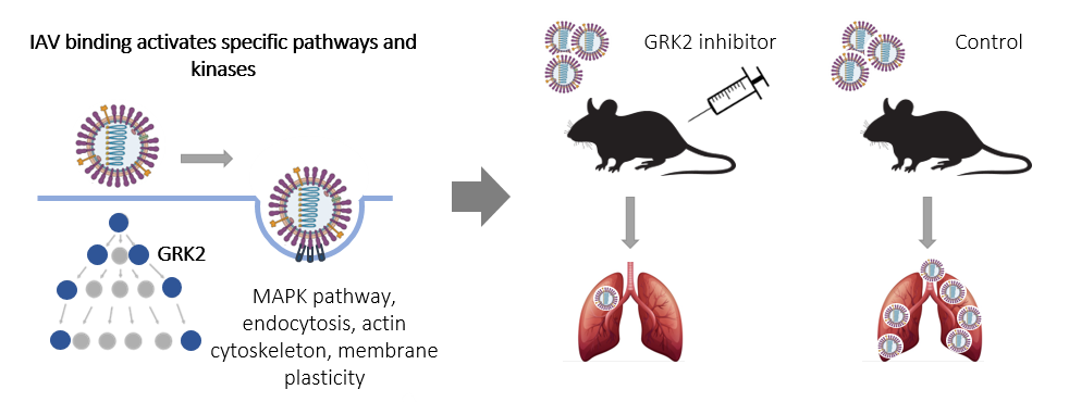 Schematic overview of our study identifying GRK2 as key kinase in influenza A virus entry and potential drug target Schematic overview of our study identifying GRK2 as key kinase in influenza A virus entry and potential drug target