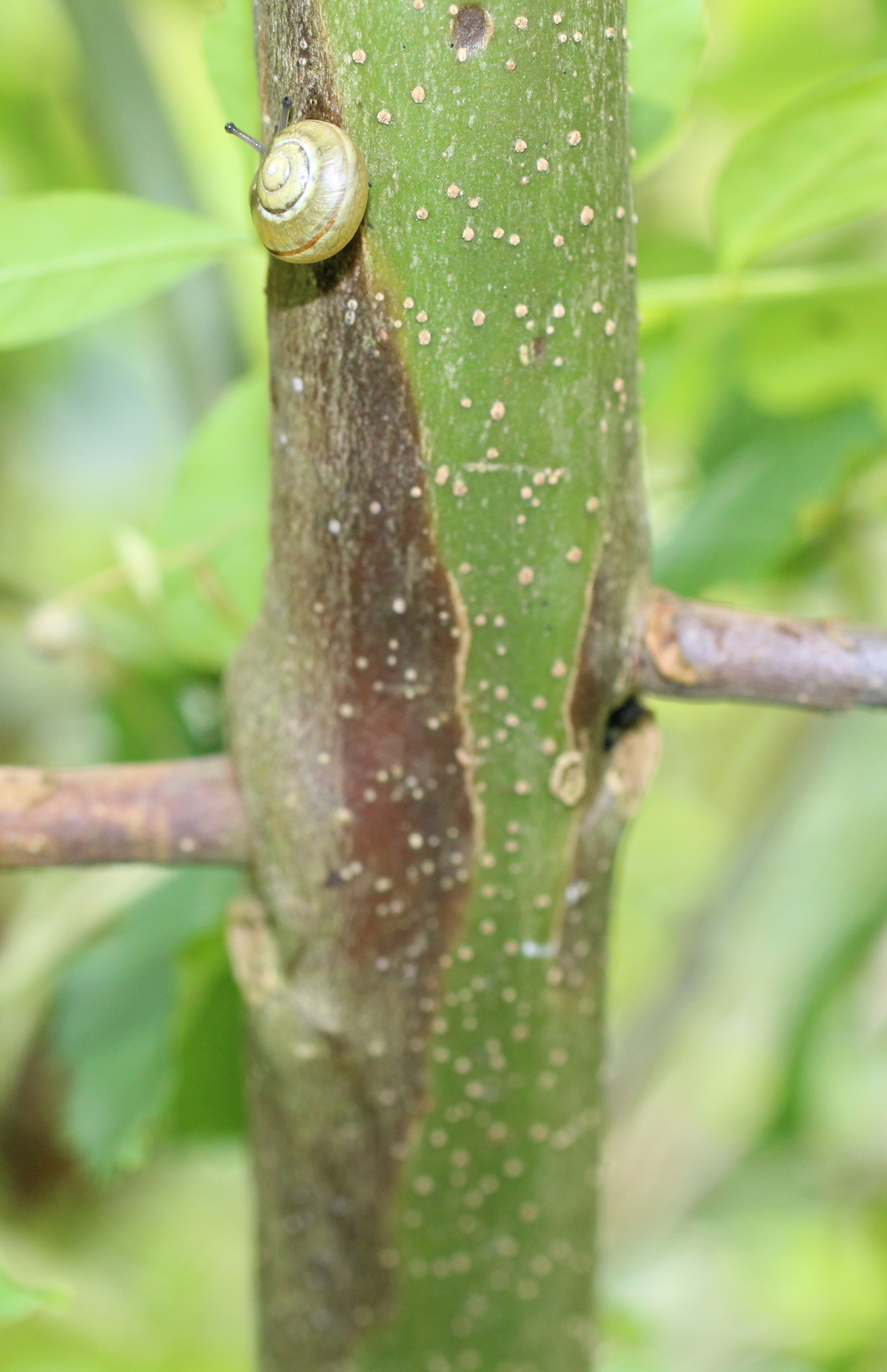 Hymenoscyphus fraxineus moves fast Hymenoscyphus fraxineus moves fast