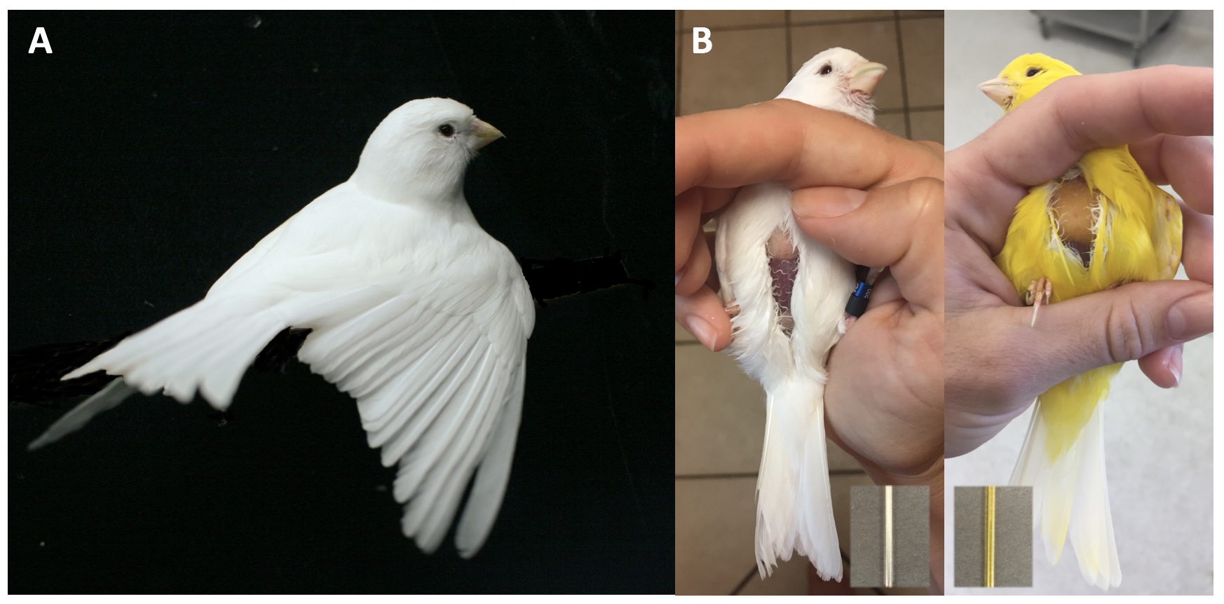 White recessive canary White recessive canary