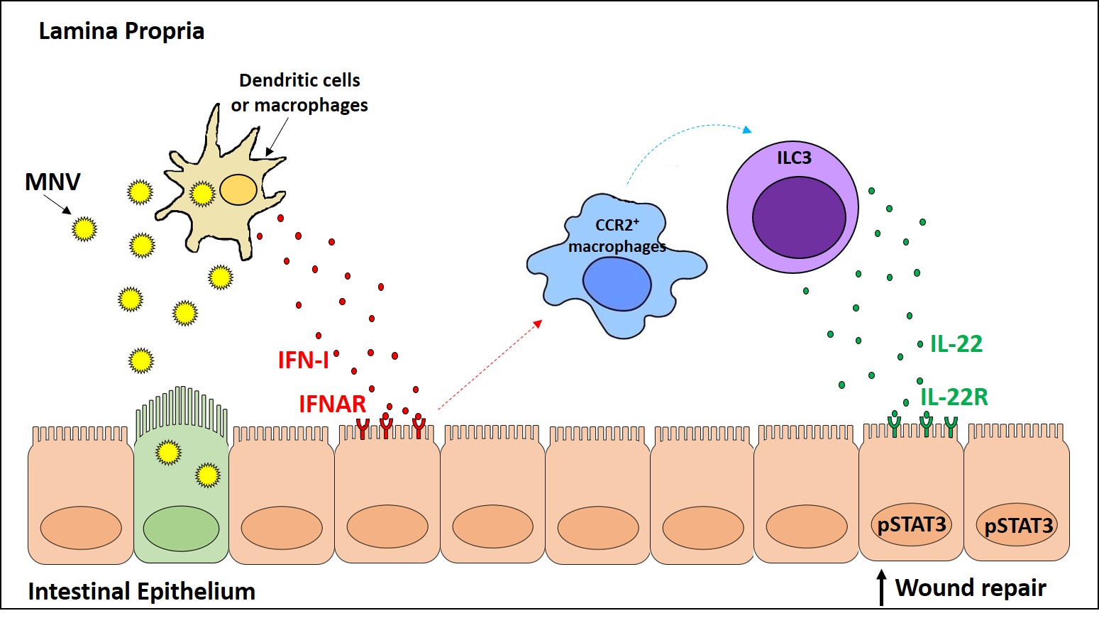 Model of MNV protection from intestinal damage Model of MNV protection from intestinal damage