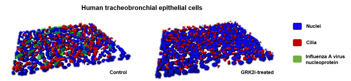 Inhibition of influenza A virus in primary human airway cultures by GRK2 inhibitor Inhibition of influenza A virus in primary human airway cultures by GRK2 inhibitor