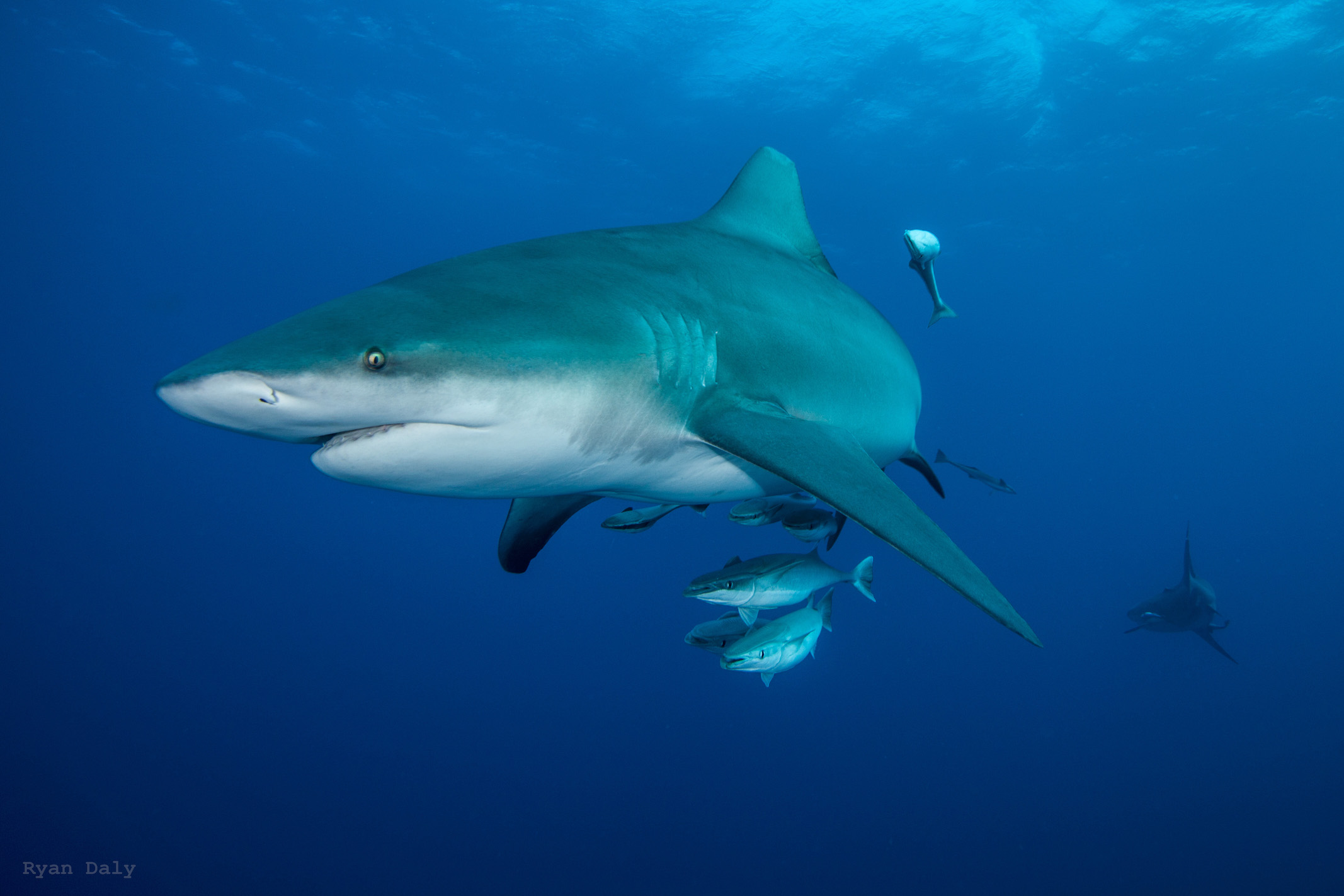 Bull sharks Bull sharks