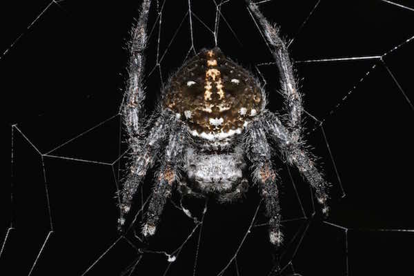 Darwin's bark spider (Caerostris darwini) Darwin's bark spider (Caerostris darwini)