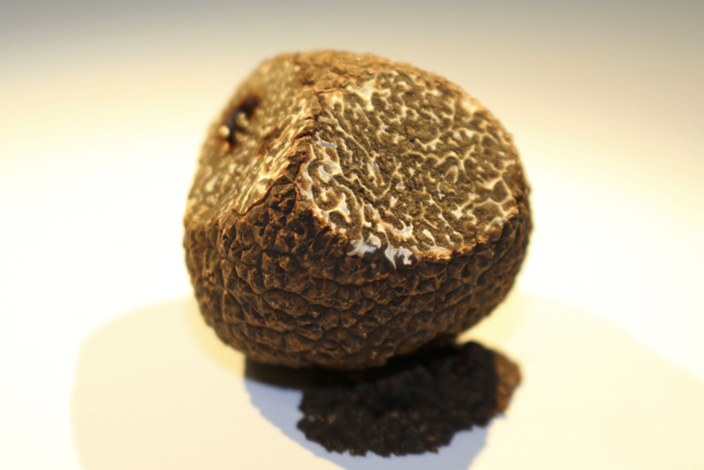 Black Truffle of Périgord (Tuber melanosporum) Black Truffle of Périgord (Tuber melanosporum)