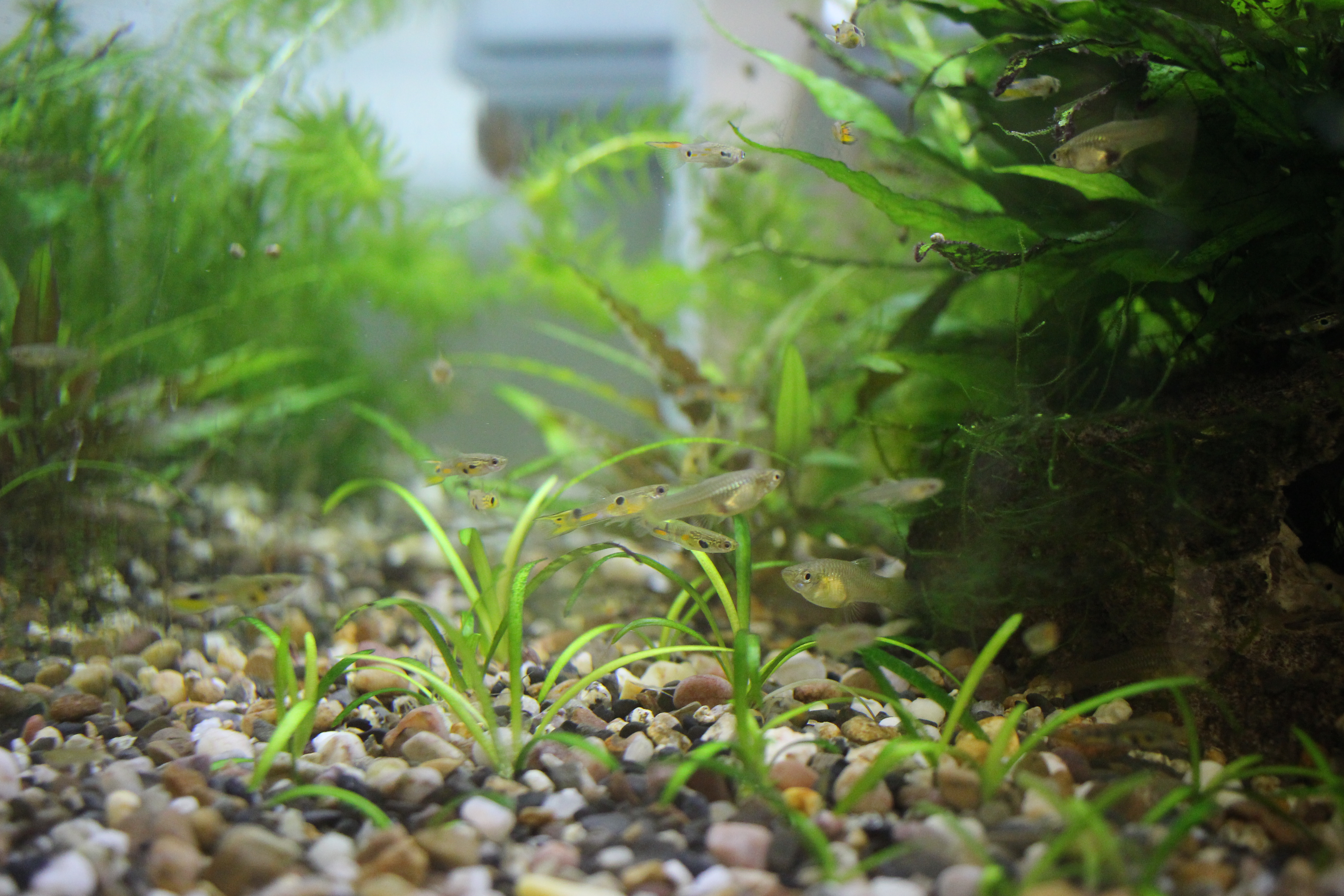Family Size Impacts Cognitive Abilities >> How The Female Guppy Brain Evaluates Males Nature Family Size Impacts Cognitive Abilities >> How The Female Guppy Brain Evaluates Males Nature