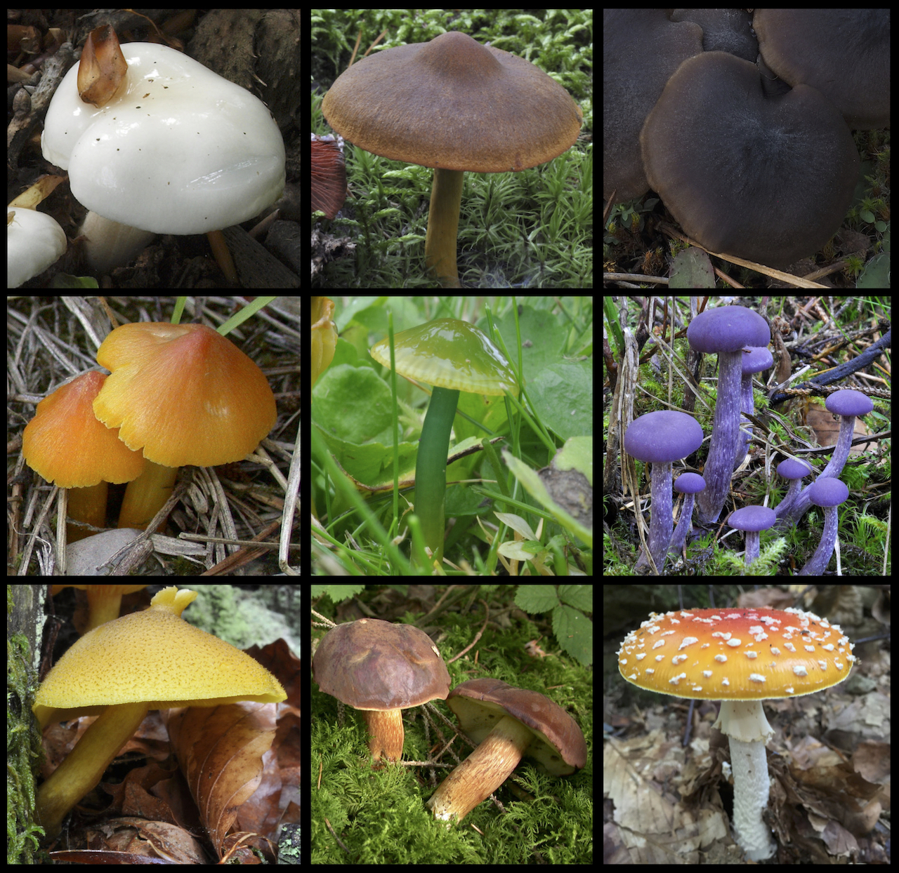 Color diversity of mushrooms Color diversity of mushrooms