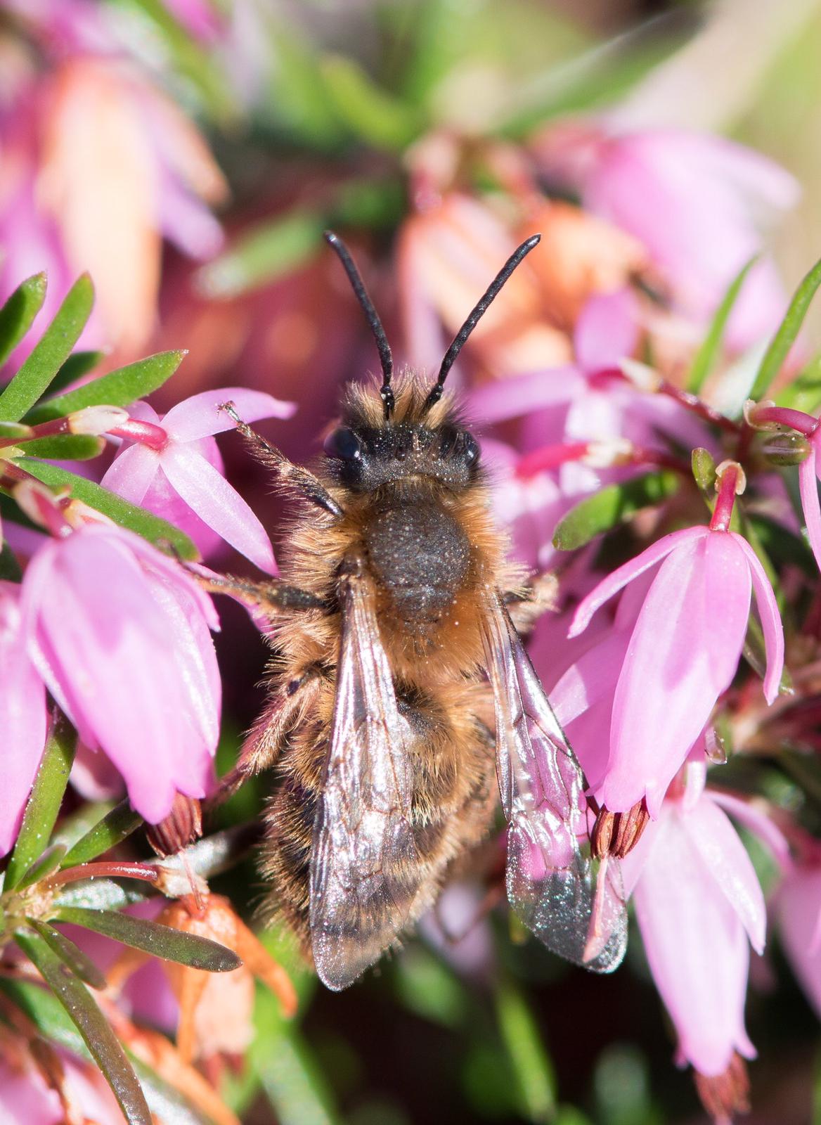 Male tawny minor bee Male tawny minor bee