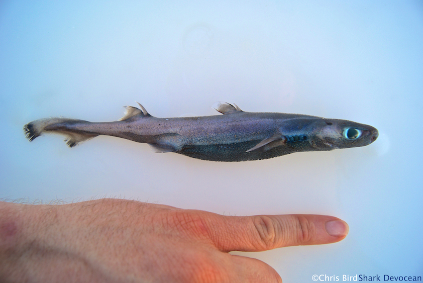 Velvet belly lanter sharks Velvet belly lanter sharks