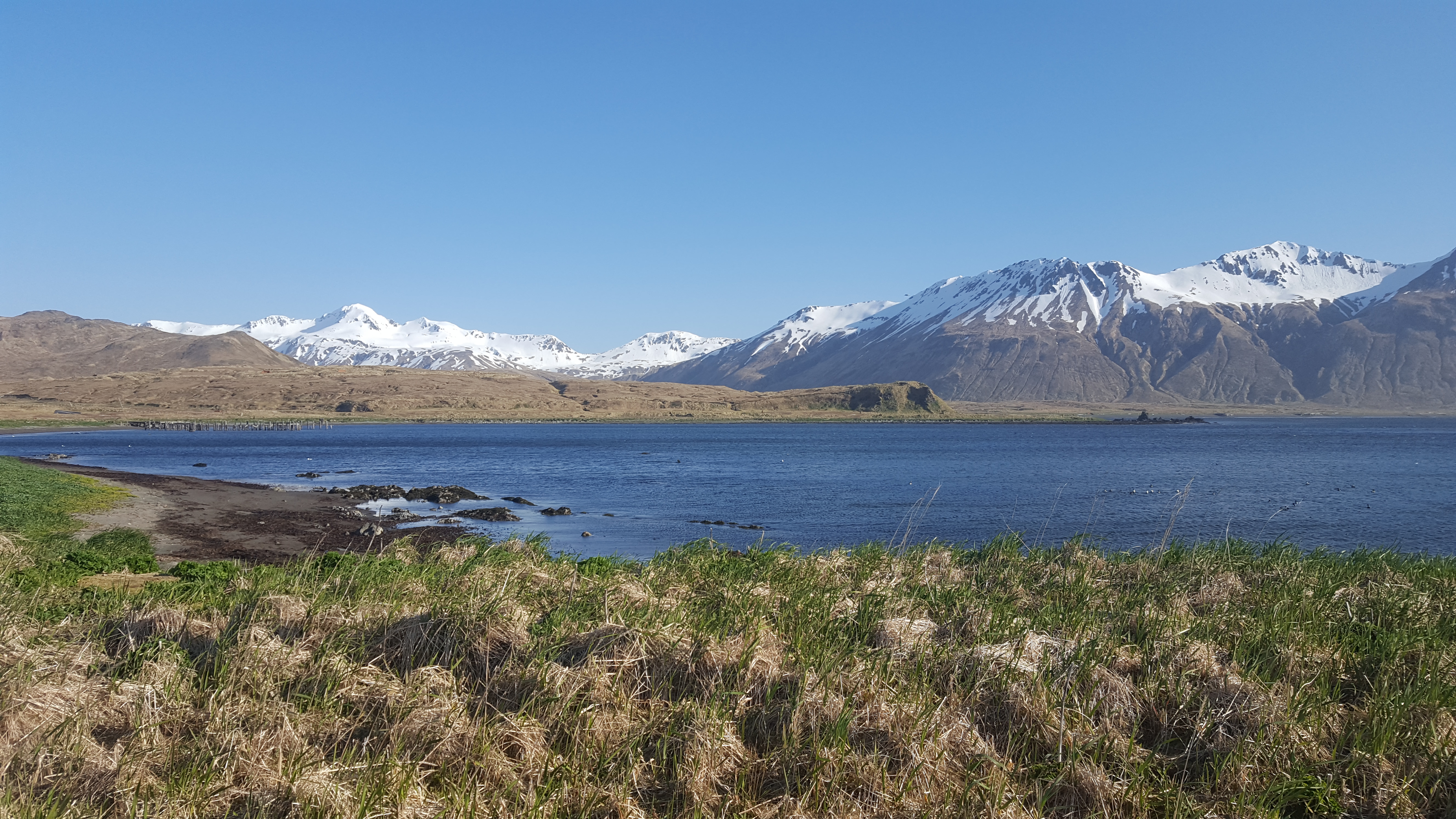 The Aleutian islands are one place where our paper describes ancient DNA from The Aleutian islands are one place where our paper describes ancient DNA from