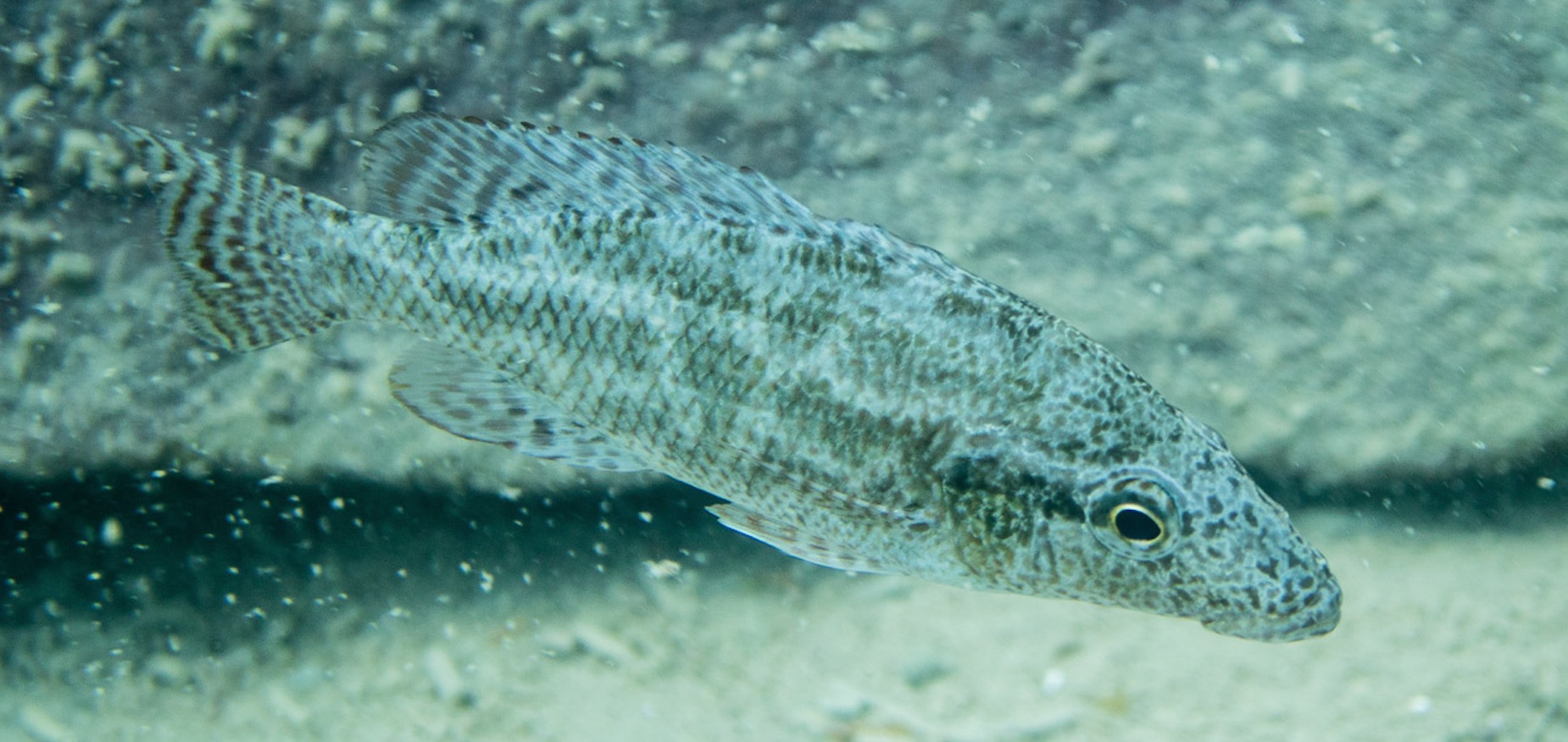 N. linni N. linni