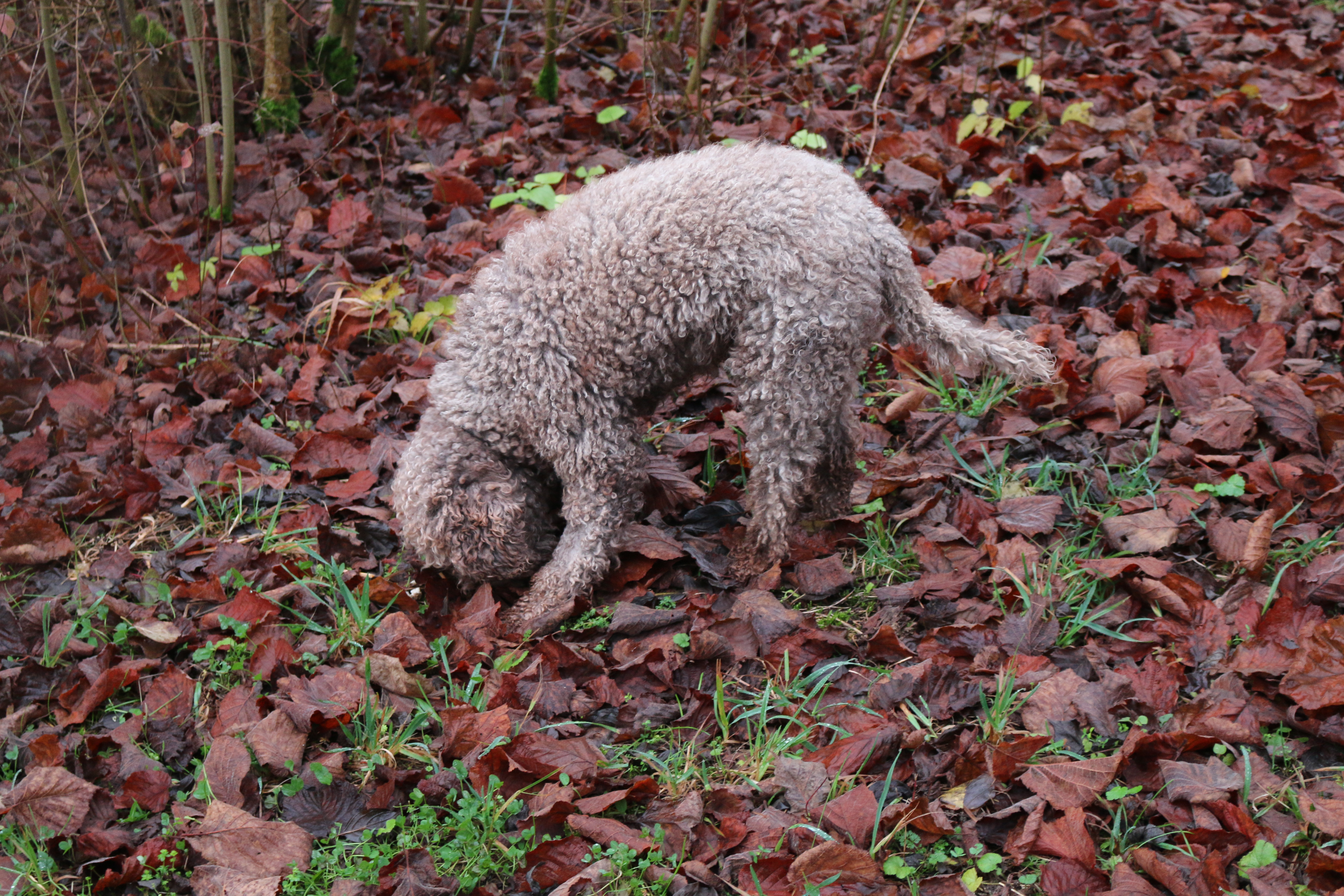 Biloba, a Lagotto Romagnolo bred primarily as a truffle-searching dog Biloba, a Lagotto Romagnolo bred primarily as a truffle-searching dog