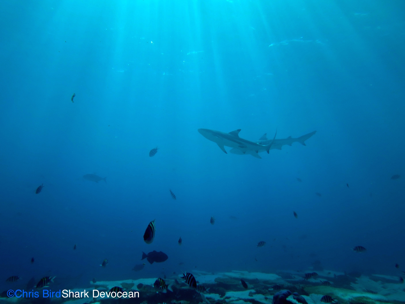 Blacktip reef sharks Blacktip reef sharks