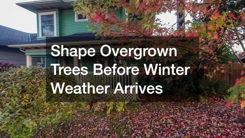 Shape Overgrown Trees Before Winter Weather Arrives